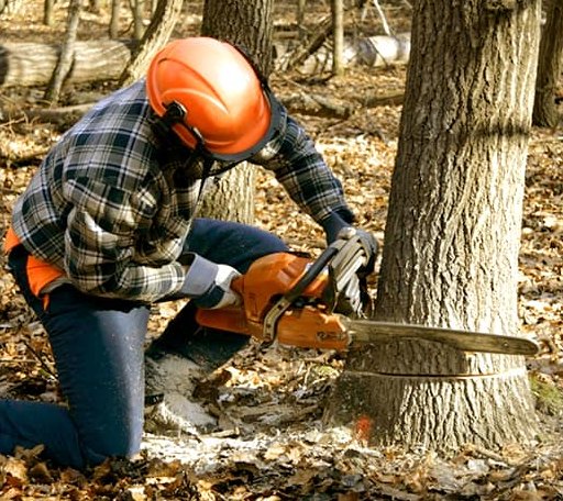Tree Removal in Cincinnati, IA